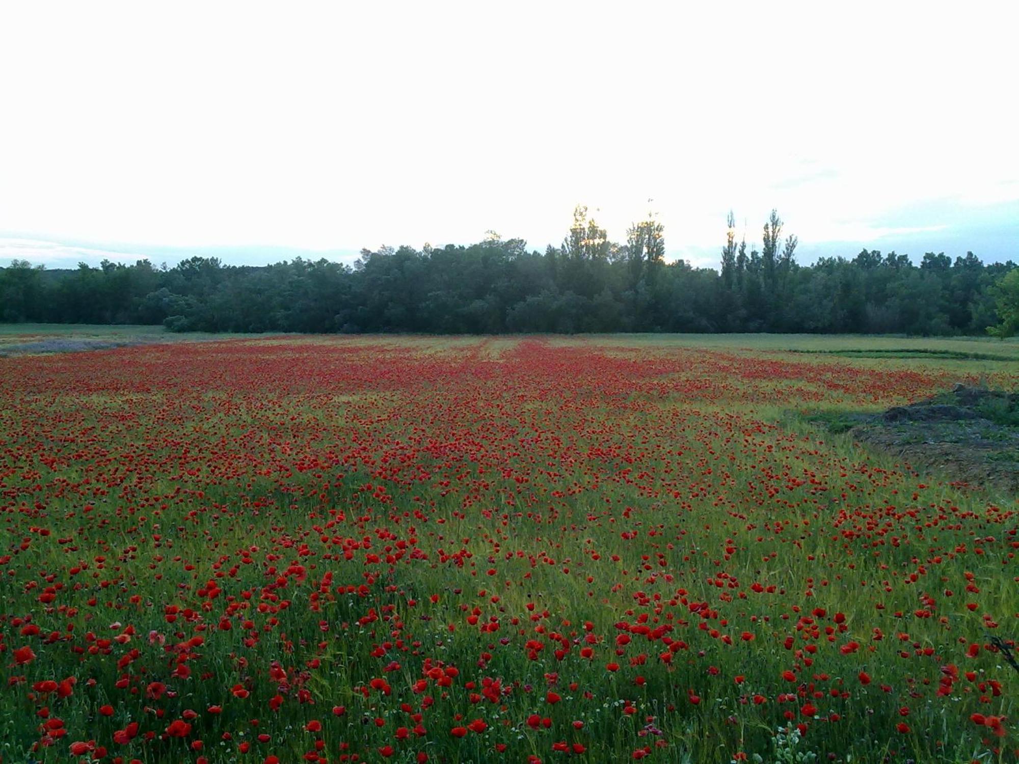 El Picazo Casa Rural Las Tejas מראה חיצוני תמונה